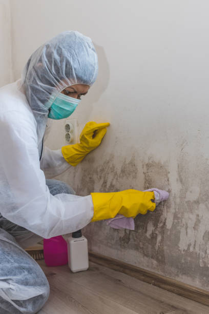 Best Environmental Consulting for Mold Prevention  in Lafayette, TN